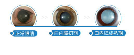 无惧时光,守护银龄 |广州普瑞眼科#照镜子识眼病#眼健康科普艺术展倒计时3天 - 广州普瑞眼科医院