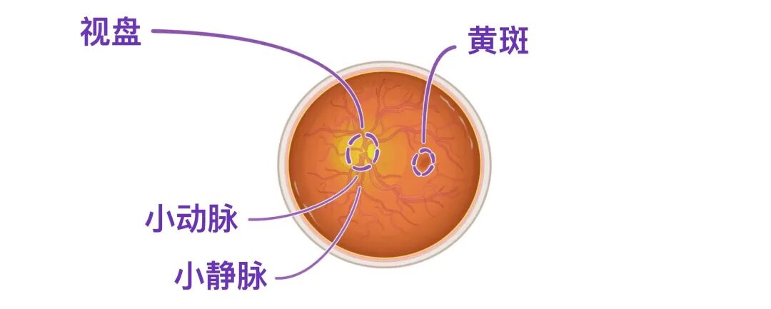 无惧时光·守护银龄 | 敬老爱眼月,广州普瑞眼科守护中老年人眼健康 - 广州普瑞眼科医院