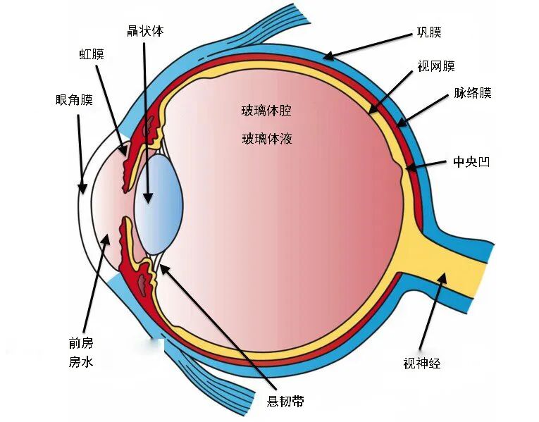 6种常见眼病,看看你有没有这些症状? - 广州普瑞眼科医院