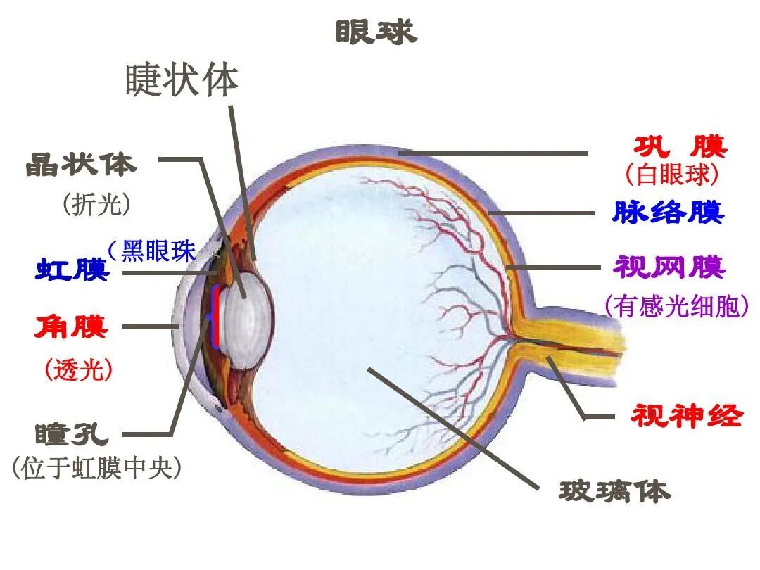 白内障科普,看这篇就够了! - 广州普瑞眼科医院